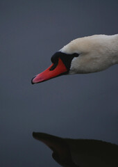 A swan marvels at its shadow