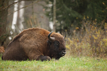 Żubr (Bos bonasus), wisent © Bartosz Rakoczy
