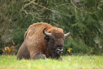 Żubr (Bos bonasus), wisent © Bartosz Rakoczy