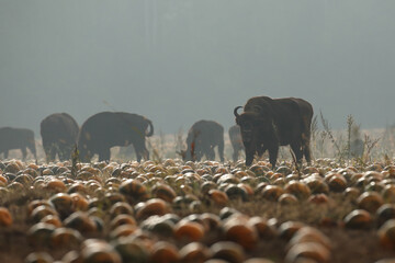 Żubr (Bos bonasus), wisent © Bartosz Rakoczy