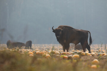 Żubr (Bos bonasus), wisent © Bartosz Rakoczy