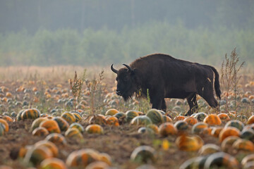 Żubr (Bos bonasus), wisent © Bartosz Rakoczy