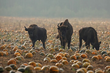 Żubr (Bos bonasus), wisent © Bartosz Rakoczy