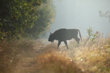 Żubr (Bos bonasus), wisent