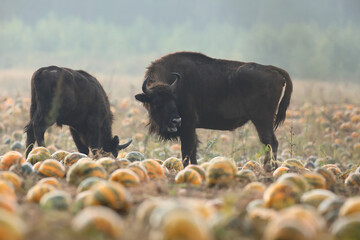 Żubr (Bos bonasus), wisent © Bartosz Rakoczy