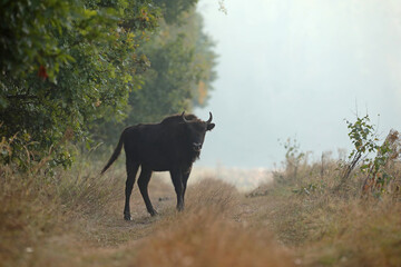 Żubr (Bos bonasus), wisent © Bartosz Rakoczy