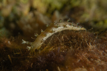 Nudibranch Sea Slug in the Red Sea, Colorful and beautiful, Eilat, Israel