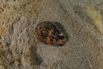 Conus Textile On the seabed in the Red Sea, Eilat Israel
