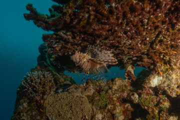 Lion-fish (Pterois miles) in the Red Sea, colorful fish, Eilat, Israel

