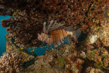 Lion-fish (Pterois miles) in the Red Sea, colorful fish, Eilat, Israel
