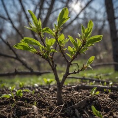 A hopeful plum tree sprouting fresh leaves in early spring.