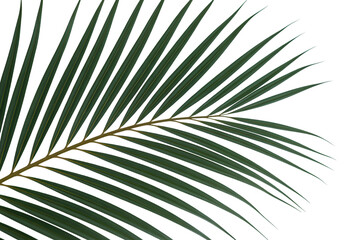 Obraz premium A Detailed Close-Up of a Single Palm Frond Against a White Background