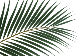 A Detailed Close-Up of a Single Palm Frond Against a White Background