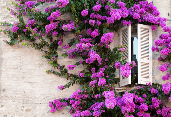 Blooming bouganville flower in summer season