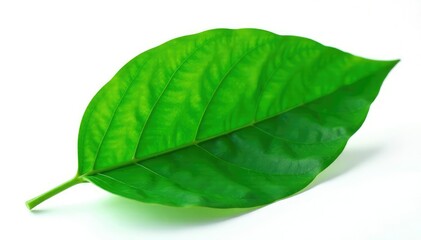 Obraz premium Large isolated green leaf on white background, single bloom, green leaf
