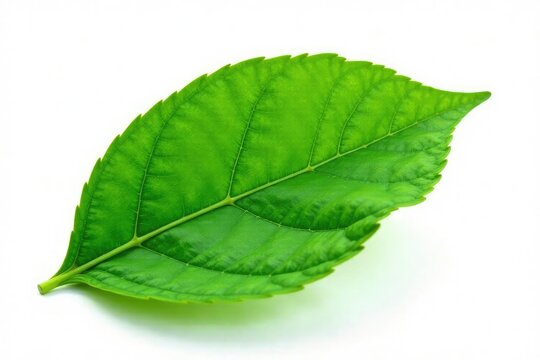 Single leaf with veins isolated on white background, detail, texture