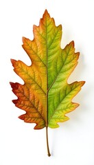 Fototapeta premium Single Oak Leaf isolated on crisp white background, white background, leafy, leaf