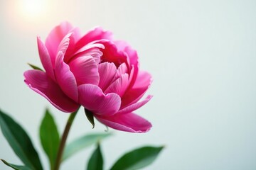 Fototapeta premium Single peony on white background with subtle lighting, flowers, romantic, garden