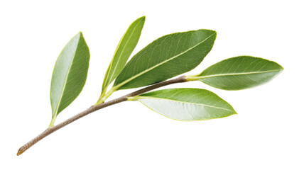 Green leaves growing on a branch with transparent background