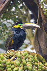 The yellow-eared toucanet, Selenidera spectabilis - toucan family Ramphastidae.