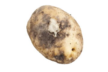a potato with brown spots on it Cutout and isolated and transparent background image
