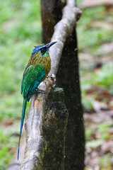 Lesson's motmot, Momotus lessonii, or the blue-diademed motmot