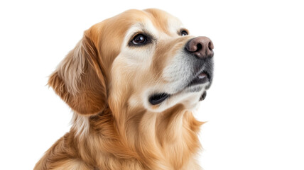 Golden retriever looking up with transparent background
