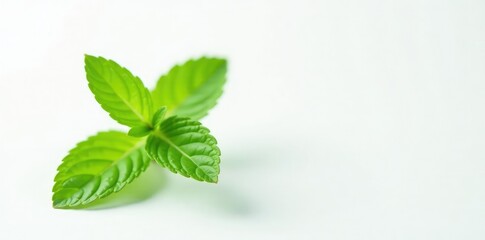 Single sprig of fresh mint herb on white background, mint, green