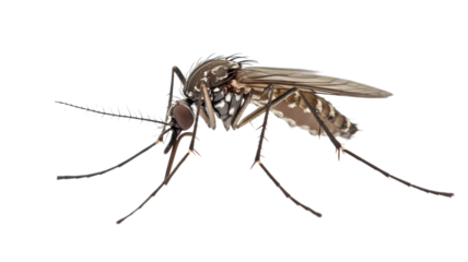 Asian tiger mosquito isolated on transparent background showing anatomy