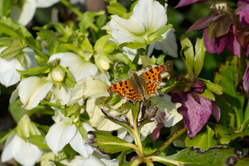 Comma butterfly (Polygonia c-album) sitting on a plant in Zurich, Switzerland
