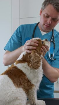 Vertical video of Male veterinarian checking the dog's eyes during a general wellness exam in the veterinary clinic, handheld shot. Pet ophthalmologist concept.
