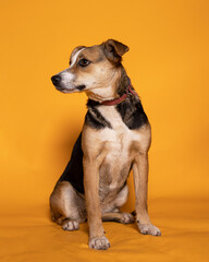 Beautiful small multicolored dog on a bright background.
Cute mongrel posing in the studio.
Gentle...