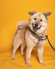 Gorgeous Chow Chow dog.
Incredibly beautiful big shaggy red dog with a blue tongue.
Close-up of a Chow Chow crossbreed on an orange background.
A huge fluffy dog ​​with a blue tongue and a joyful expr