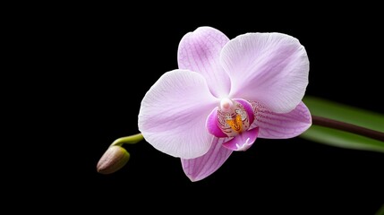 Naklejka na ściany i meble Delicate pink orchid in close-up against black background