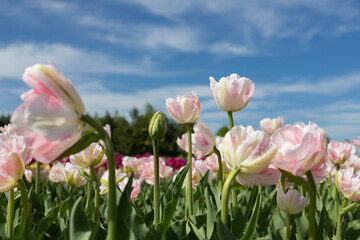 Flowerbed of light, soft pink tulips blooming against the blue sky. Tulip festival in a natural landscape recreation park in spring on a sunny day. copy space