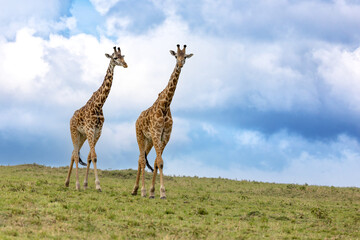 Two mature male Masai giraffe, Giraffa tippelskirchi, against a summer sky. Masai Mara, Kenya.