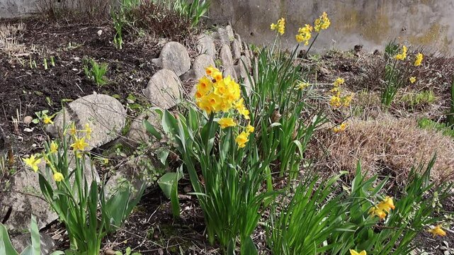 Jonquilles sauvages : une touche de jaune dans la nature.