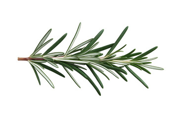 Fototapeta premium A Sprig of Fresh Rosemary, Aromatic Culinary Herb