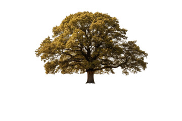 Fototapeta premium Majestic tree with vibrant foliage in full bloom standing tall in serene nature setting for design projects