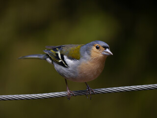 Madeira chaffinch on a wire rope