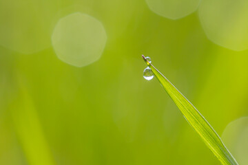 Goutte d'eau sur une feuille