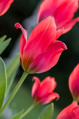Tulipes rouges