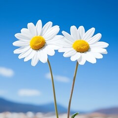 Naklejka premium Two daisies against bright blue sky, for nature themes