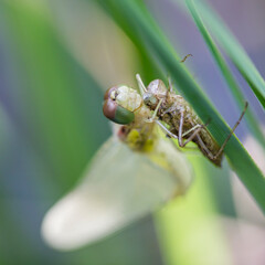 Premi&egrave;res heures pour devenir une libellule adulte