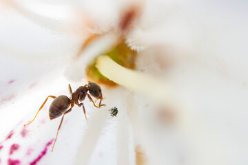 Fourmi dans cœur d'une fleur de rhododendron 