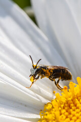 Hylée en équilibre entre les pétales et le pistil de la marguerite avec une bulle de cire