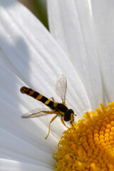 Syrphe sur une marguerite