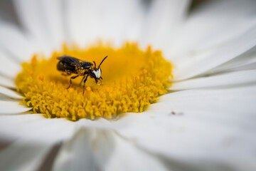 Hylée au travail sur le pistil d'une marguerite avec une bulle de cire