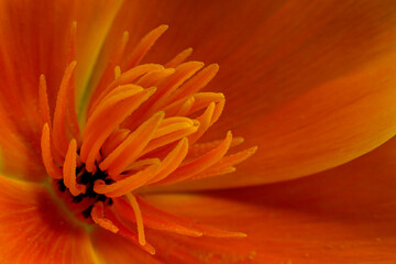 Explosion florale (Pavot de Californie)