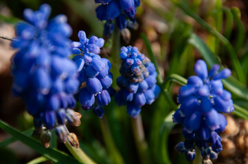 A vivid display of blue grape hyacinth flowers captured in sharp detail, surrounded by lush green foliage.